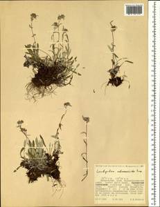 Leontopodium antennarioides Soczava, Siberia, Russian Far East (S6) (Russia)