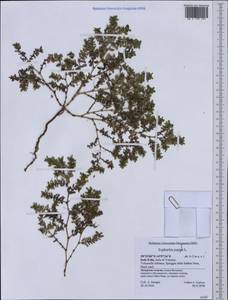 Euphorbia peplis L., Western Europe (EUR) (Italy)