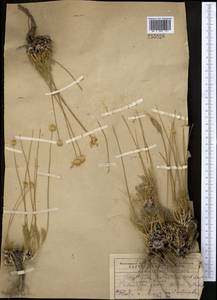 Trichanthemis karataviensis Regel & Schmalh., Middle Asia, Western Tian Shan & Karatau (M3) (Kazakhstan)