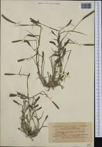 Sporobolus alopecuroides (Piller & Mitterp.) P.M.Peterson, Western Europe (EUR) (Romania)