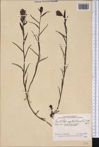 Castilleja pallida subsp. septentrionalis (Lindl.) H.J. Scoggan, America (AMER) (Canada)