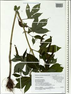 Ambrosia trifida L., Eastern Europe, Central region (E4) (Russia)