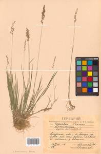 Agrostis stolonifera L., Siberia, Russian Far East (S6) (Russia)