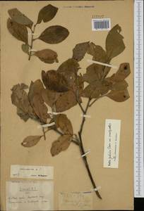 Salix pulchra subsp. pulchra, Siberia, Chukotka & Kamchatka (S7) (Russia)