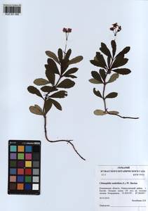 KUZ 001 895, Chimaphila umbellata (L.) W. P. C. Barton, Siberia, Altai & Sayany Mountains (S2) (Russia)