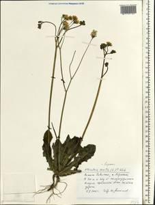Crepis sancta subsp. sancta, Eastern Europe, Lower Volga region (E9) (Russia)
