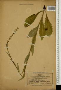 Crepis pannonica (Jacq.) C. Koch, Caucasus, Azerbaijan (K6) (Azerbaijan)