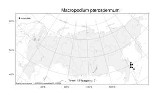 Macropodium pterospermum F. Schmidt, Atlas of the Russian Flora (FLORUS) (Russia)