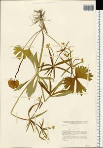 Ranunculus auricomus L., Eastern Europe, North-Western region (E2) (Russia)