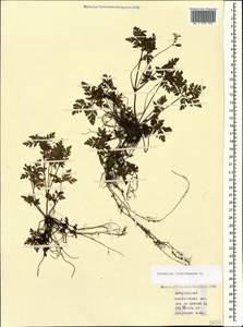 Geranium robertianum L., Caucasus, Azerbaijan (K6) (Azerbaijan)