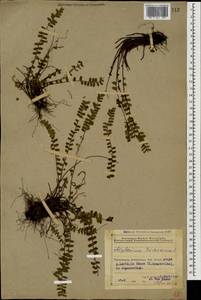 Asplenium trichomanes L., Caucasus, Azerbaijan (K6) (Azerbaijan)