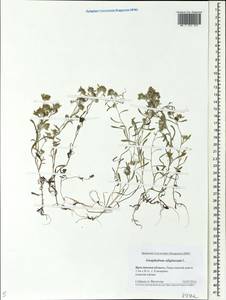 Gnaphalium uliginosum L., Eastern Europe, Central forest region (E5) (Russia)