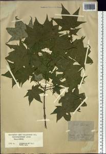 Acer pictum subsp. mono (Maxim.) H. Ohashi, Siberia, Russian Far East (S6) (Russia)