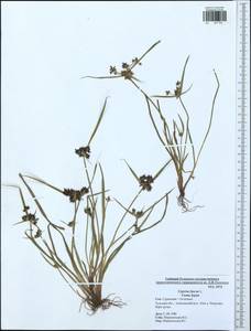 Cyperus fuscus L., Eastern Europe, Central region (E4) (Russia)