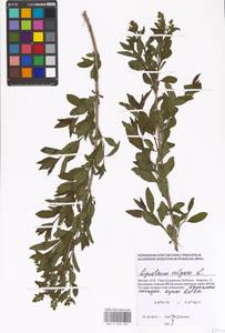 Ligustrum vulgare L., Eastern Europe, Moscow region (E4a) (Russia)