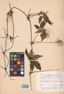 Clematis sibirica (L.) Mill., Eastern Europe, Eastern region (E10) (Russia)
