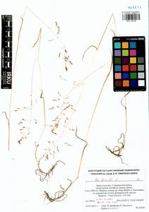 Poa trivialis L., Siberia, Baikal & Transbaikal region (S4) (Russia)