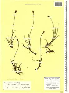 Carex pseudofoetida subsp. acrifolia (V.I.Krecz.) Kukkonen, Caucasus, Stavropol Krai, Karachay-Cherkessia & Kabardino-Balkaria (K1b) (Russia)