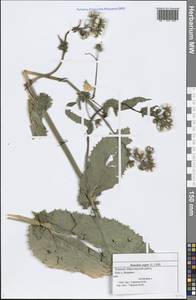 Sonchus asper (L.) Hill, Eastern Europe, Middle Volga region (E8) (Russia)