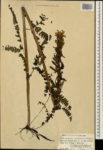 Pedicularis sibthorpii Boiss., Caucasus, Stavropol Krai, Karachay-Cherkessia & Kabardino-Balkaria (K1b) (Russia)