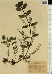 Veronica beccabunga L., Eastern Europe, West Ukrainian region (E13) (Ukraine)