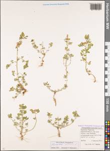 Chenopodium vulvaria L., Caucasus, Stavropol Krai, Karachay-Cherkessia & Kabardino-Balkaria (K1b) (Russia)