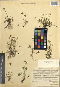 Chrysosplenium wrightii subsp. saxatile (Khokhr.) V.N. Voroshilov, Siberia, Chukotka & Kamchatka (S7) (Russia)