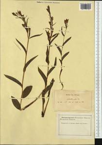 Cephalanthera longifolia (L.) Fritsch, Western Europe (EUR) (France)