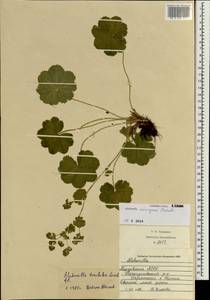 Alchemilla breviloba H. Lindb., Eastern Europe, Middle Volga region (E8) (Russia)
