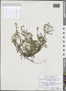 Herniaria glabra L., Eastern Europe, Central forest-and-steppe region (E6) (Russia)