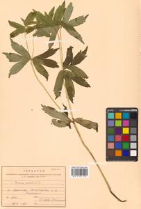 Anemonastrum dichotomum (L.) Mosyakin, Siberia, Russian Far East (S6) (Russia)