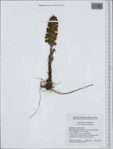Phelipanche caesia (Rchb.) Soják, Eastern Europe, Lower Volga region (E9) (Russia)