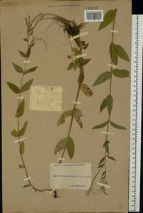 Epilobium montanum L., Eastern Europe, South Ukrainian region (E12) (Ukraine)