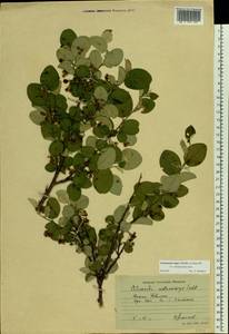 Cotoneaster melanocarpus G. Lodd., Eastern Europe, Lower Volga region (E9) (Russia)