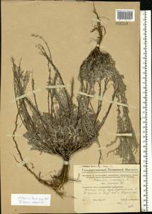 Artemisia maritima L., Eastern Europe, Lower Volga region (E9) (Russia)