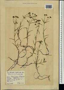 Euphorbia leptocaula Boiss., Crimea (KRYM) (Russia)