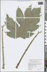 Heracleum dissectum Ledeb., Siberia, Baikal & Transbaikal region (S4) (Russia)