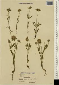 Lomelosia rotata (M. Bieb.) Greuter & Burdet, Crimea (KRYM) (Russia)