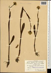 Traunsteinera sphaerica (M.Bieb.) Schltr., Caucasus, South Ossetia (K4b) (South Ossetia)