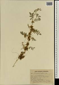 Cuscuta hyalina Roth, South Asia, South Asia (Asia outside ex-Soviet states and Mongolia) (ASIA) (India)