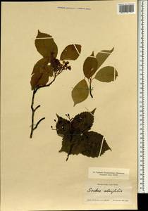 Sorbus alnifolia (Siebold & Zucc.) K. Koch, South Asia, South Asia (Asia outside ex-Soviet states and Mongolia) (ASIA) (Japan)