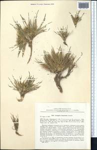 Astragalus intarrensis Franch., Middle Asia, Pamir & Pamiro-Alai (M2) (Uzbekistan)