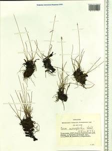 Carex microglochin Wahlenb., Siberia, Altai & Sayany Mountains (S2) (Russia)