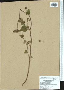 Fagopyrum esculentum Moench, Eastern Europe, Central region (E4) (Russia)