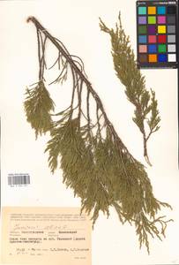 Juniperus sabina L., Eastern Europe, Lower Volga region (E9) (Russia)