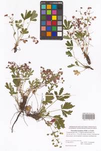 Potentilla humifusa Willd. ex D. F. K. Schltdl., Eastern Europe, Middle Volga region (E8) (Russia)