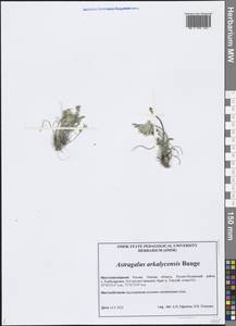 Astragalus arkalycensis Bunge, Siberia, Western Siberia (S1) (Russia)