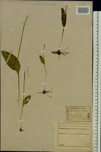 Ophioglossum vulgatum L., Eastern Europe, Central forest region (E5) (Russia)