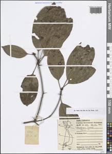 Lithocarpus corneus var. corneus, South Asia, South Asia (Asia outside ex-Soviet states and Mongolia) (ASIA) (Vietnam)