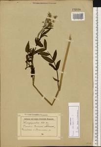 Sium latifolium L., Eastern Europe, North-Western region (E2) (Russia)